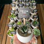 Load image into Gallery viewer, Luna Pot with Succulent
