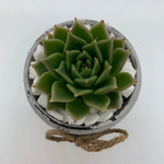 Load image into Gallery viewer, rustic jar with succulents
