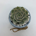 Load image into Gallery viewer, rustic jar with succulents
