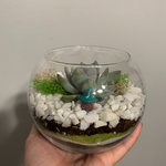 Load image into Gallery viewer, succulent glass terrarium
