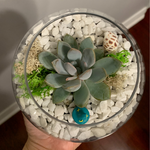 Load image into Gallery viewer, succulent glass terrarium
