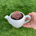 Load image into Gallery viewer, Teapot with Succulent
