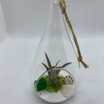 Load image into Gallery viewer, air plant teardrop glass terrarium

