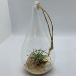 Load image into Gallery viewer, air plant teardrop glass terrarium

