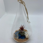 Load image into Gallery viewer, air plant teardrop glass terrarium
