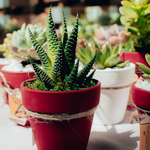 Load image into Gallery viewer, succulent clay pot favours
