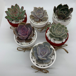 Load image into Gallery viewer, succulent wedding favours
