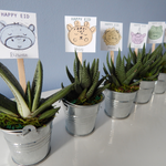 Load image into Gallery viewer, Tin Pails with Succulent
